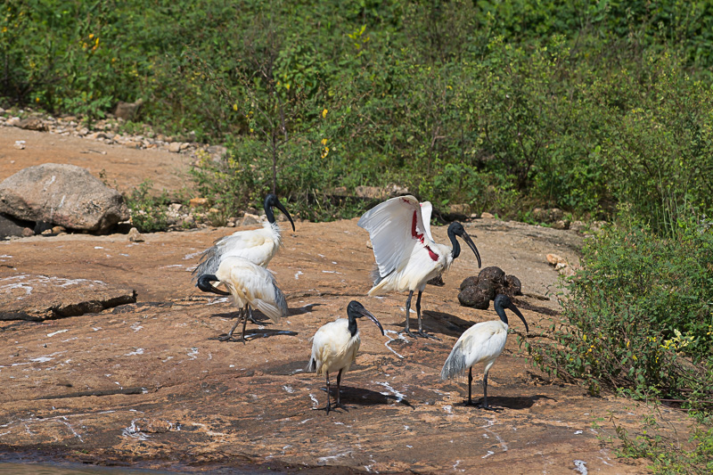 Indische Witte Ibis